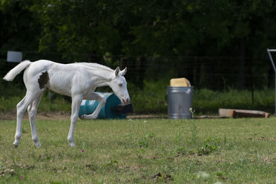 Horse standing in a field