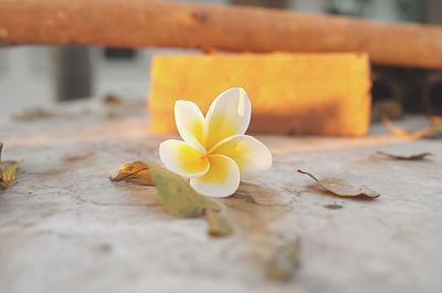 Close-up of frangipani on leaves