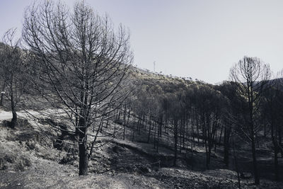 Bare trees in forest against clear sky