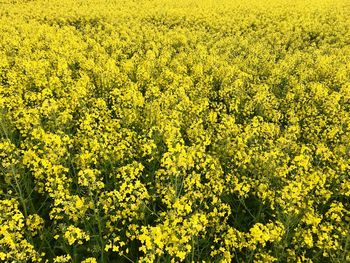 Scenic view of oilseed rape field