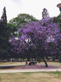 View of trees in park