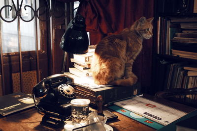 Cat on table at home
