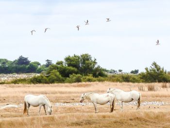 Horses on field against sky