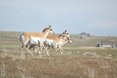 Deer standing on grassy field against sky