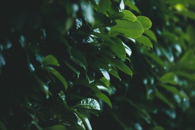 Close-up of green leaves