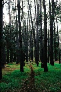 Trees in forest