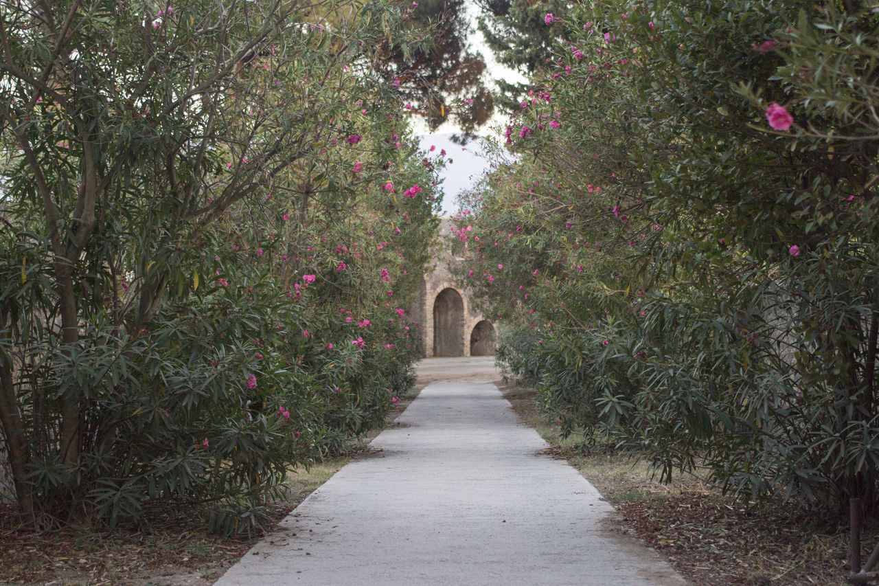 TREES IN PARK