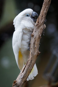 Close-up of bird