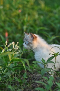 Close-up of cat on grass