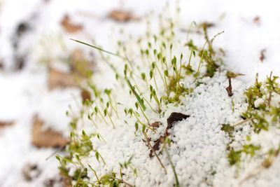 Young sphagnum moss shoots sprout through a fresh layer of graupel snow in spring