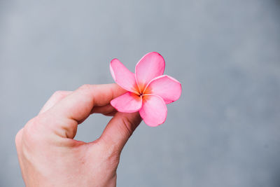 Close-up of hand holding pink flower