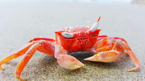 Close-up of orange crab on sandy beach