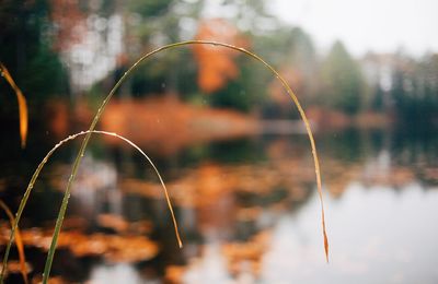 Close-up of plant against blurred background