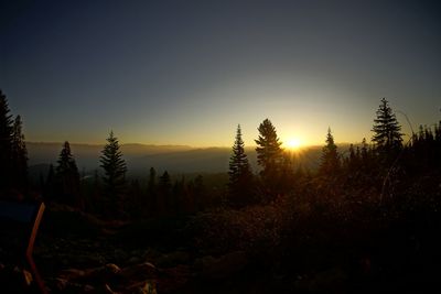 Silhouette trees in forest against clear sky at sunset