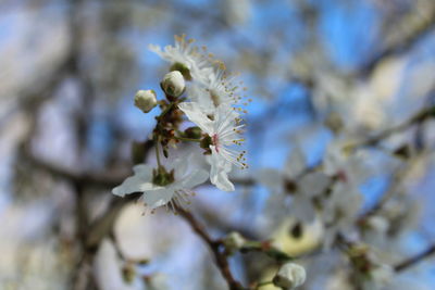 Close-up of white cherry blossom tree