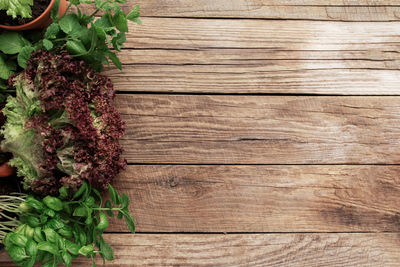 Directly above shot of plant on table