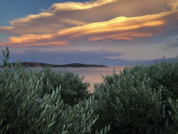 Plants growing on field against sky during sunset