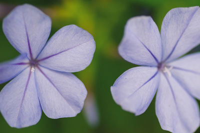 Close-up of purple flowering plant