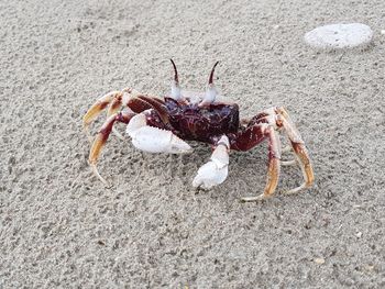 Close-up of crab on sand at beach