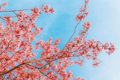 Low angle view of tree against sky