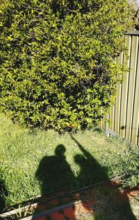 Shadow of people sitting on grass