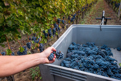 Man holding grapes in vineyard