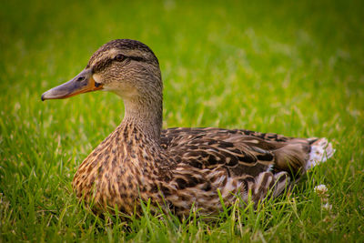 Close-up of a duck