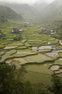 Scenic view of agricultural field