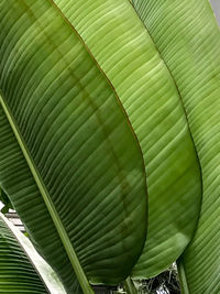 Close-up of palm leaf