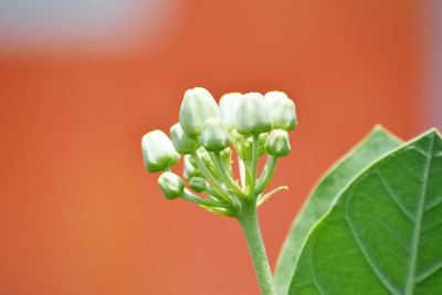 Close-up of flower buds