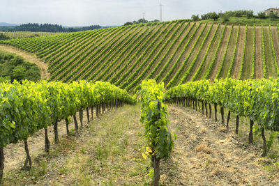 View of vineyard against clear sky