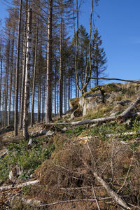 Low angle view of pine trees in forest against sky