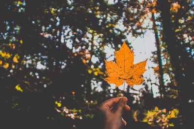 Person holding maple leaves during autumn