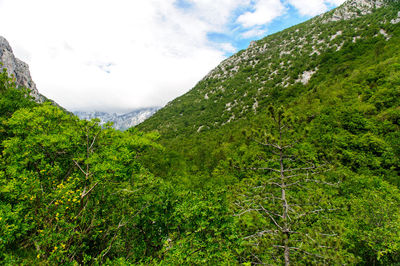 Scenic view of forest against sky