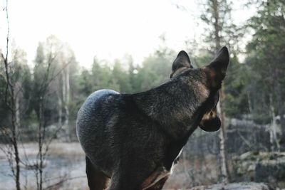 Dog in field during winter