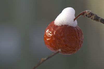 Close-up of crabapple on branch