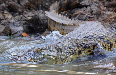 Close-up side view of crocodile in water