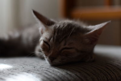 Close-up of cat resting