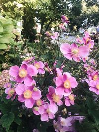 Close-up of pink flowers blooming on tree