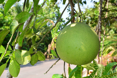 Close-up of fruits growing on tree