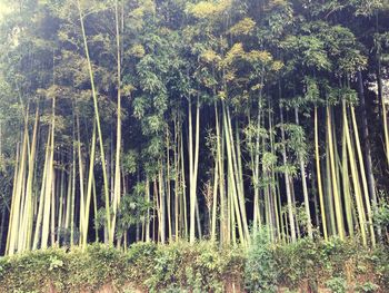 Trees in forest