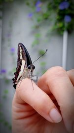 Close-up of butterfly on hand