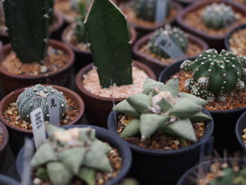 High angle view of succulent plant