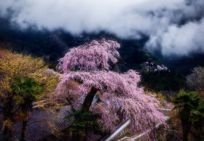nature
