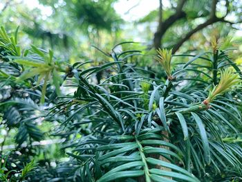 Close-up of fresh green plants