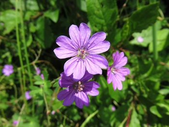 Close-up of purple flowers blooming outdoors