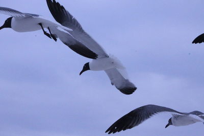 Low angle view of seagull flying against blue sky