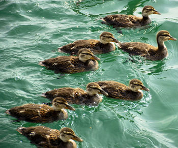 High angle view of ducks swimming in lake