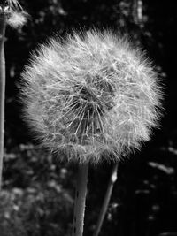 Close-up of dandelion flower