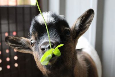 Pygmy goat eating a clover